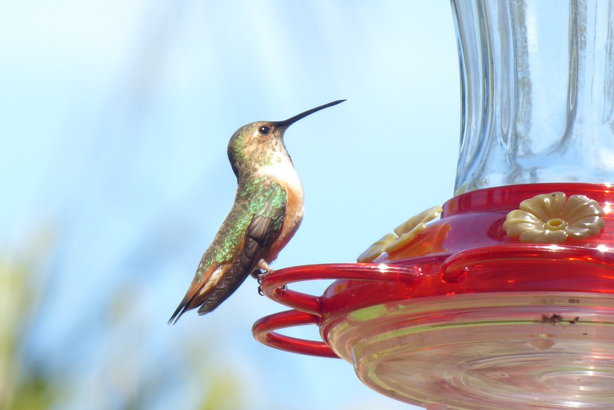 Allen's Hummingbird - Karen Hay