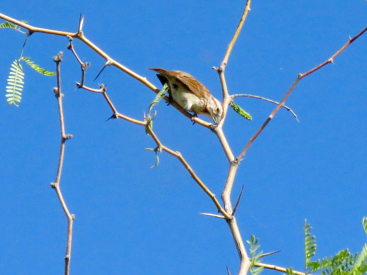 Song Sparrow - Babs Buck