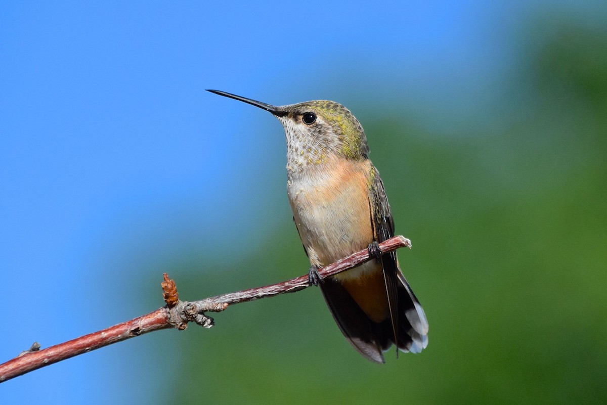 Calliope Hummingbird - ML151874521