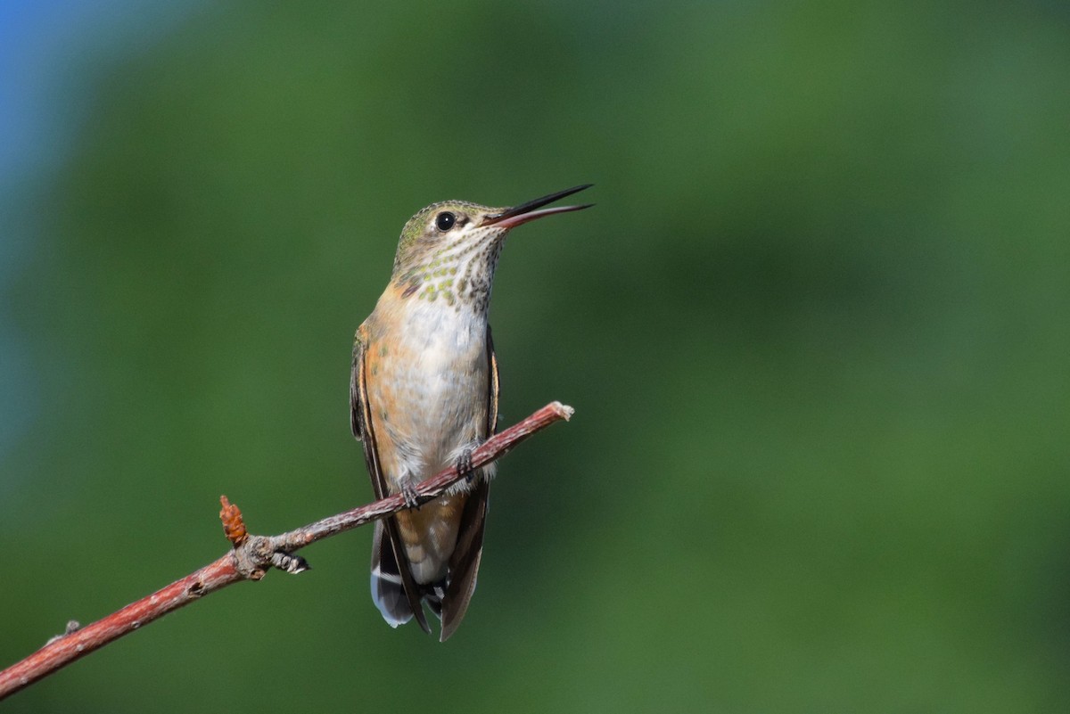 Calliope Hummingbird - ML151874601