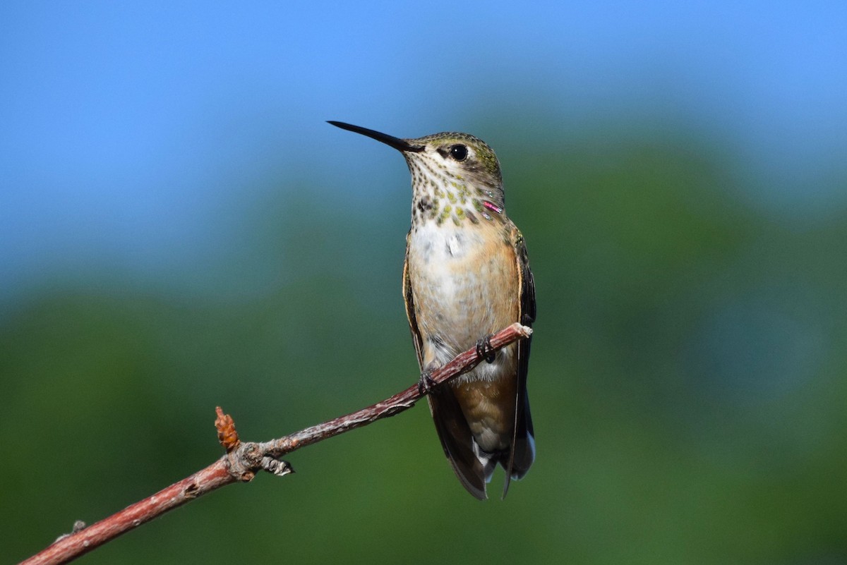 Calliope Hummingbird - ML151874641