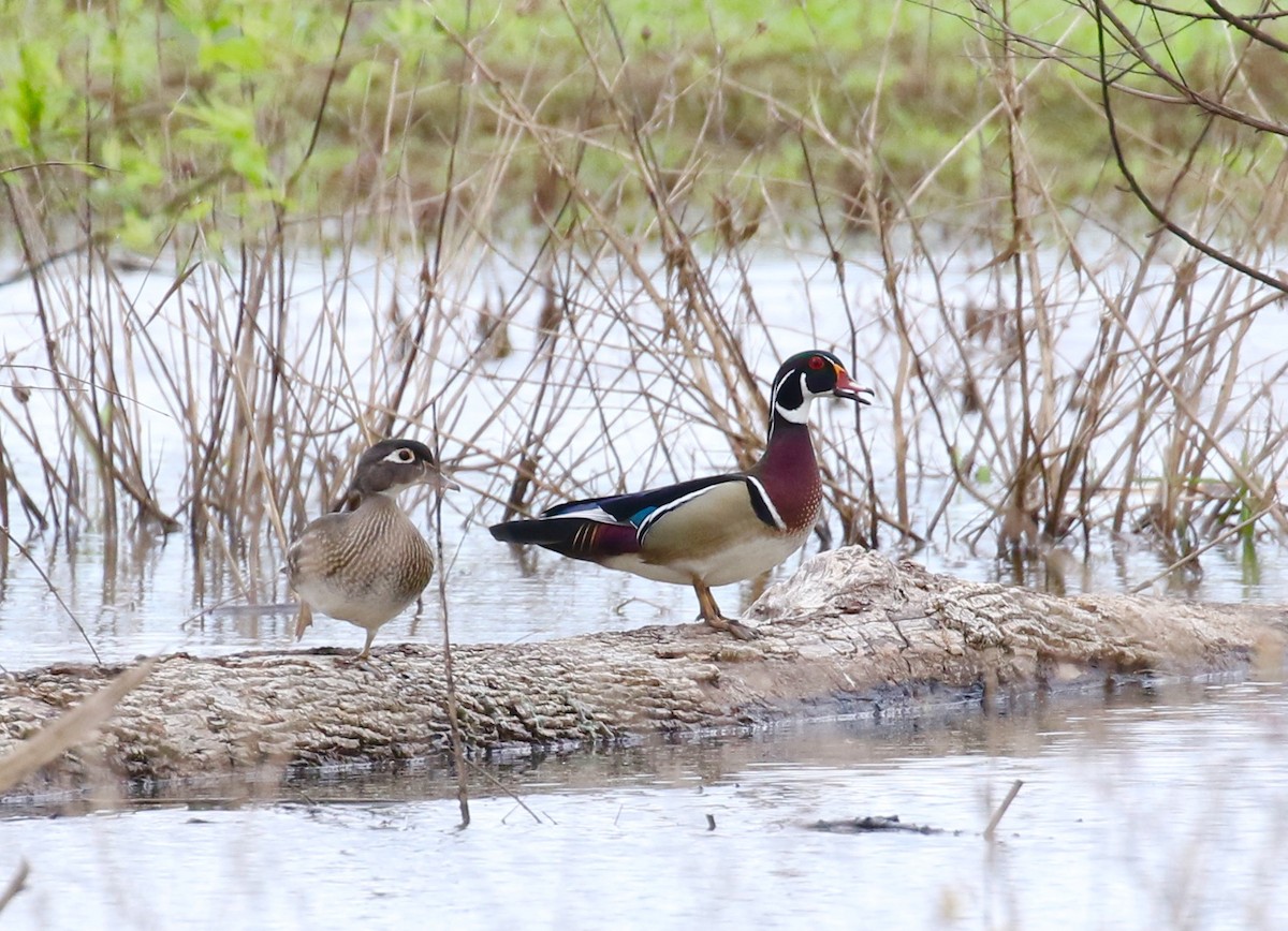 Wood Duck - Victor Stoll