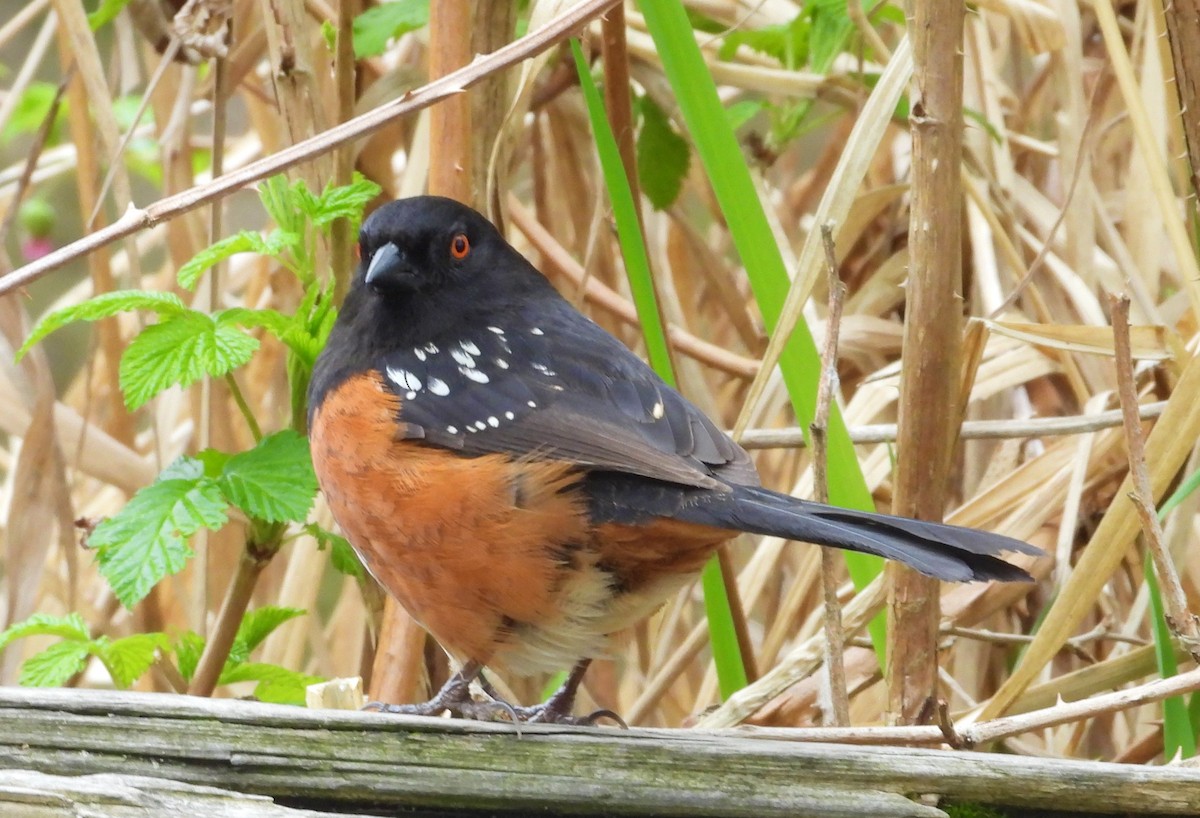 Spotted Towhee - ML151876251