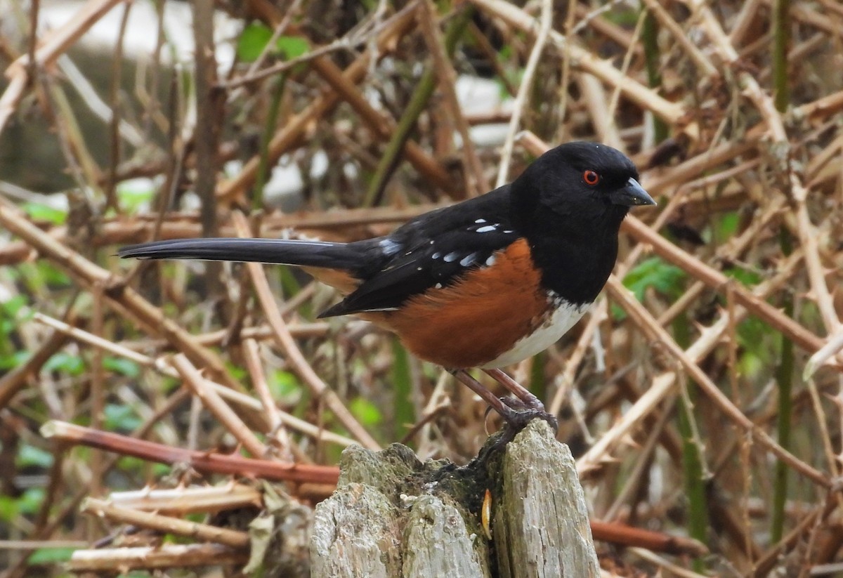 Spotted Towhee - ML151876261