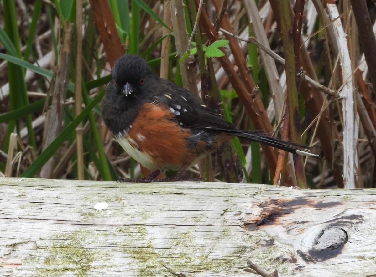 Spotted Towhee - Dale Floer