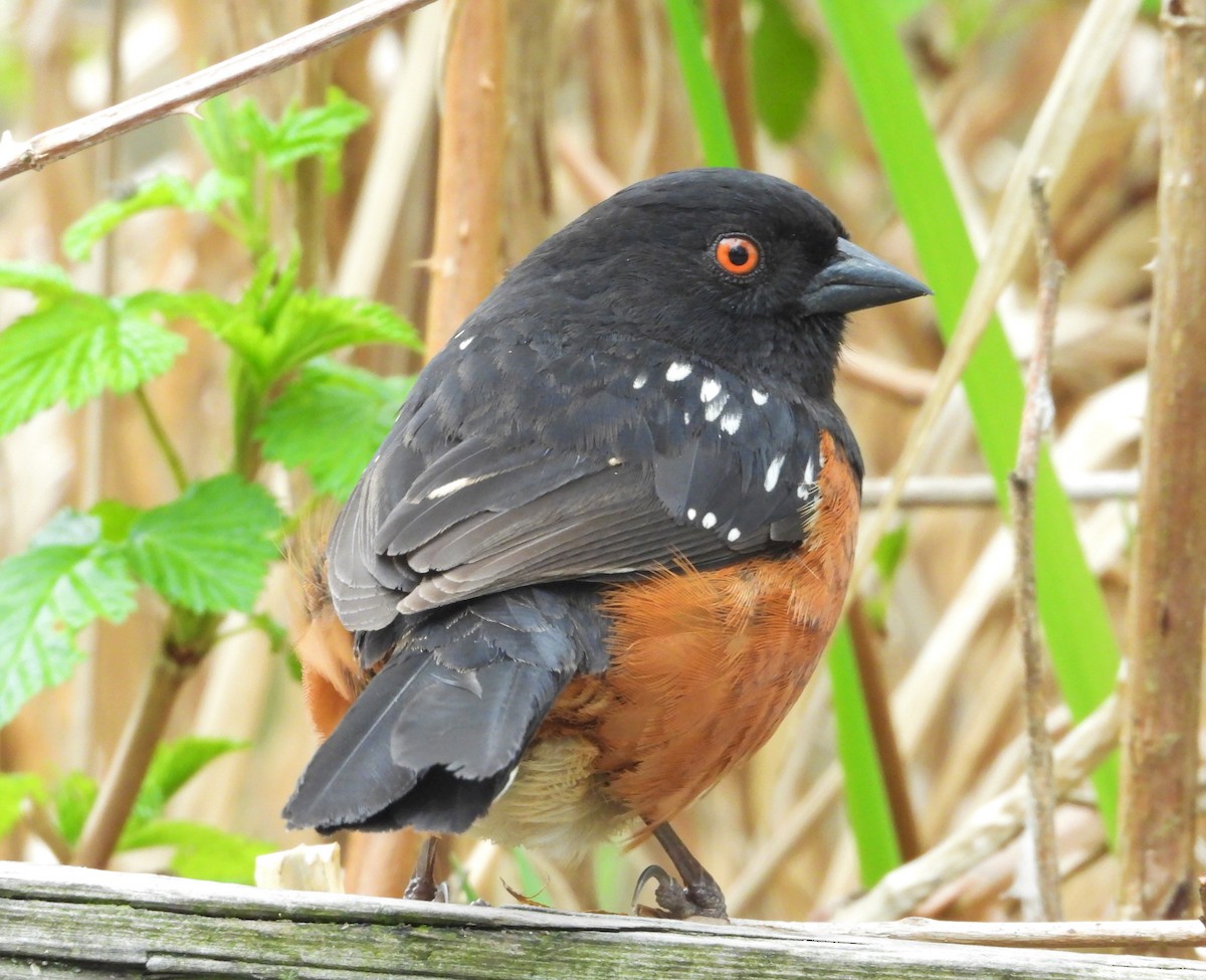 Spotted Towhee - ML151876301