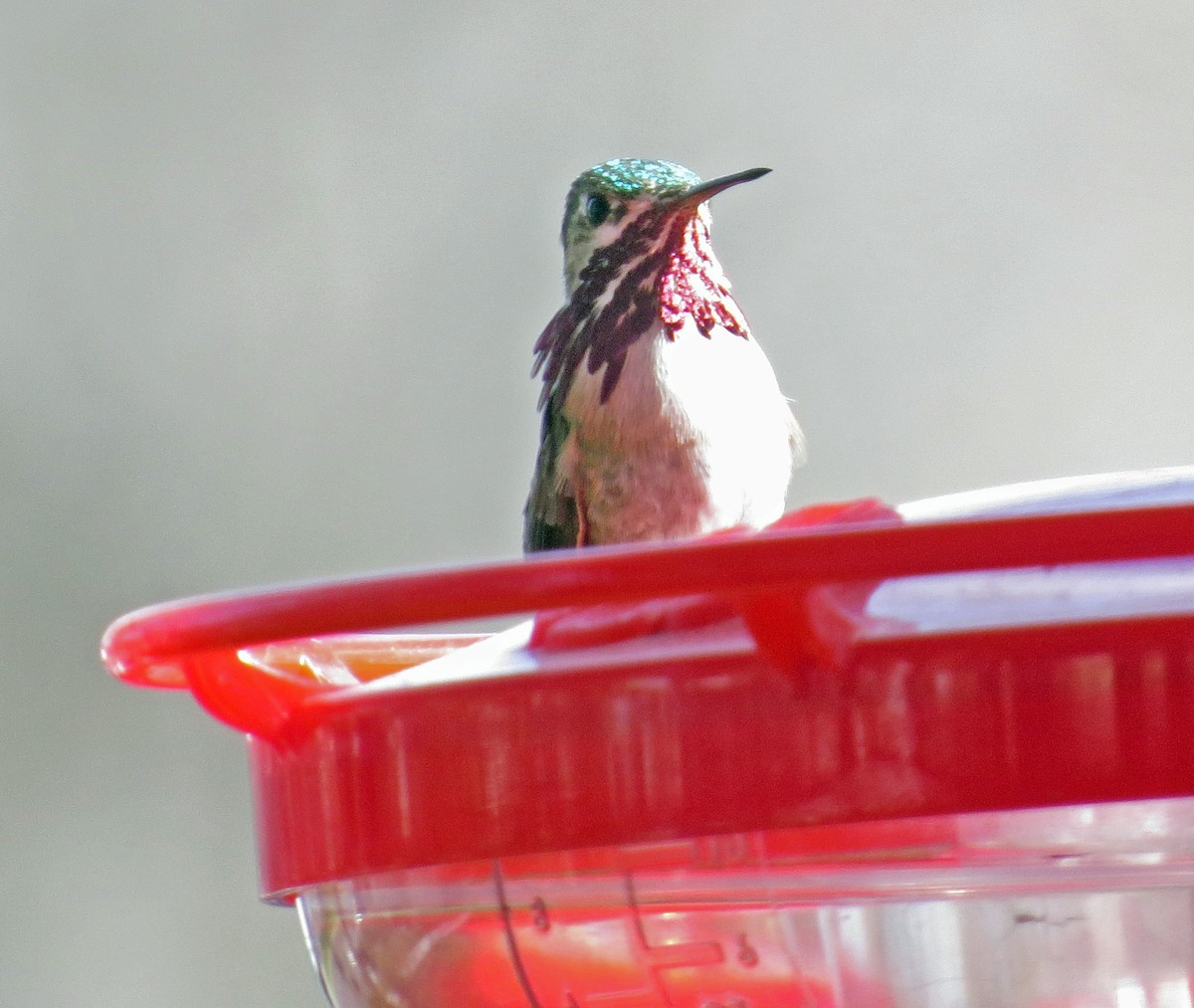 Calliope Hummingbird - Ron Halvorson