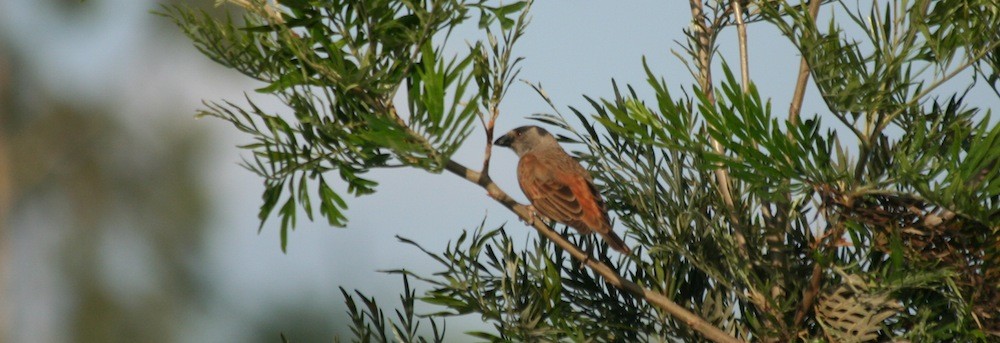 Parrot-billed Sparrow - Anabel&Geoff Harries