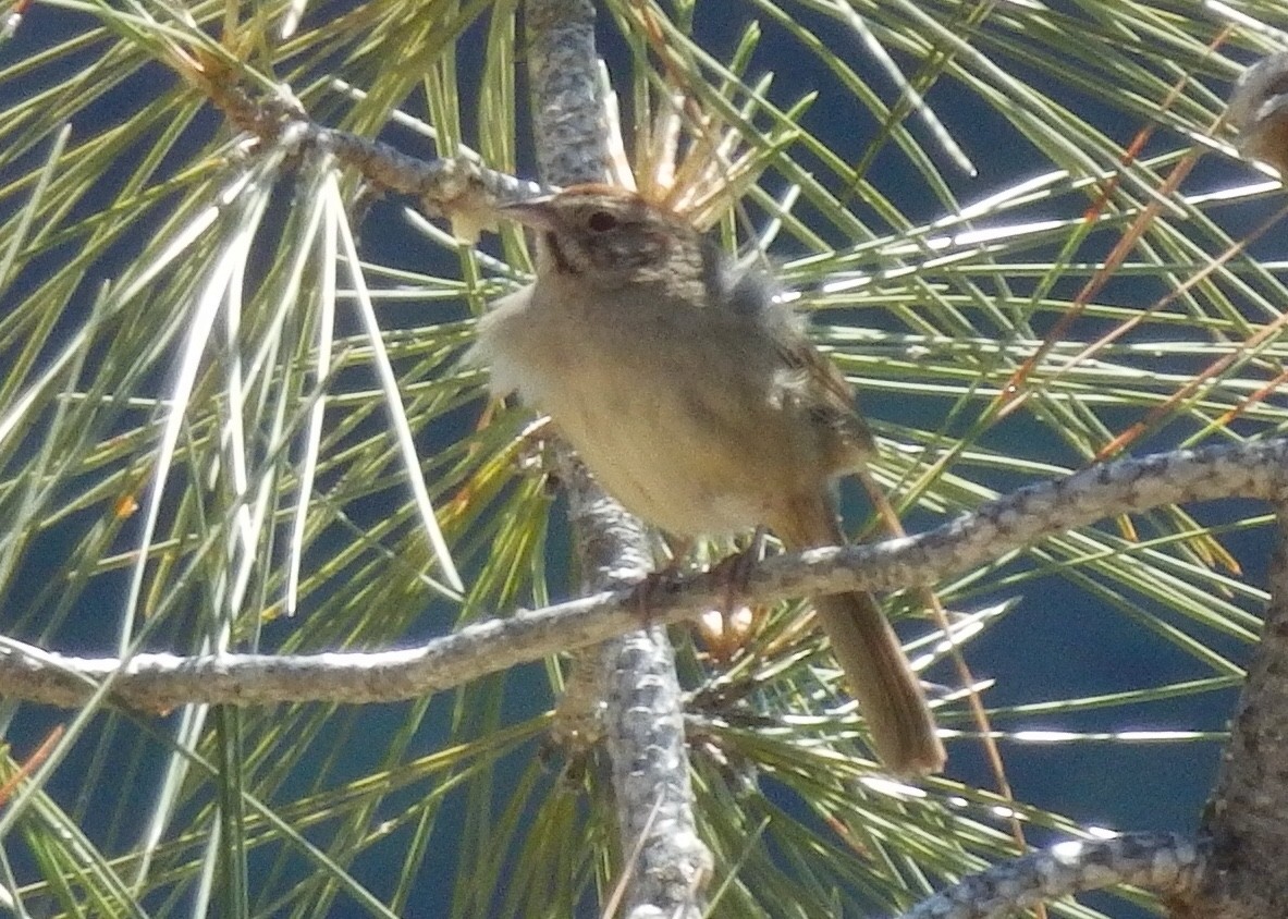 Rufous-crowned Sparrow - Jeff Manker