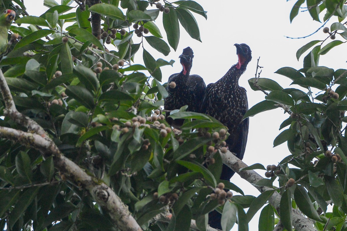 Crested Guan - ML151879221