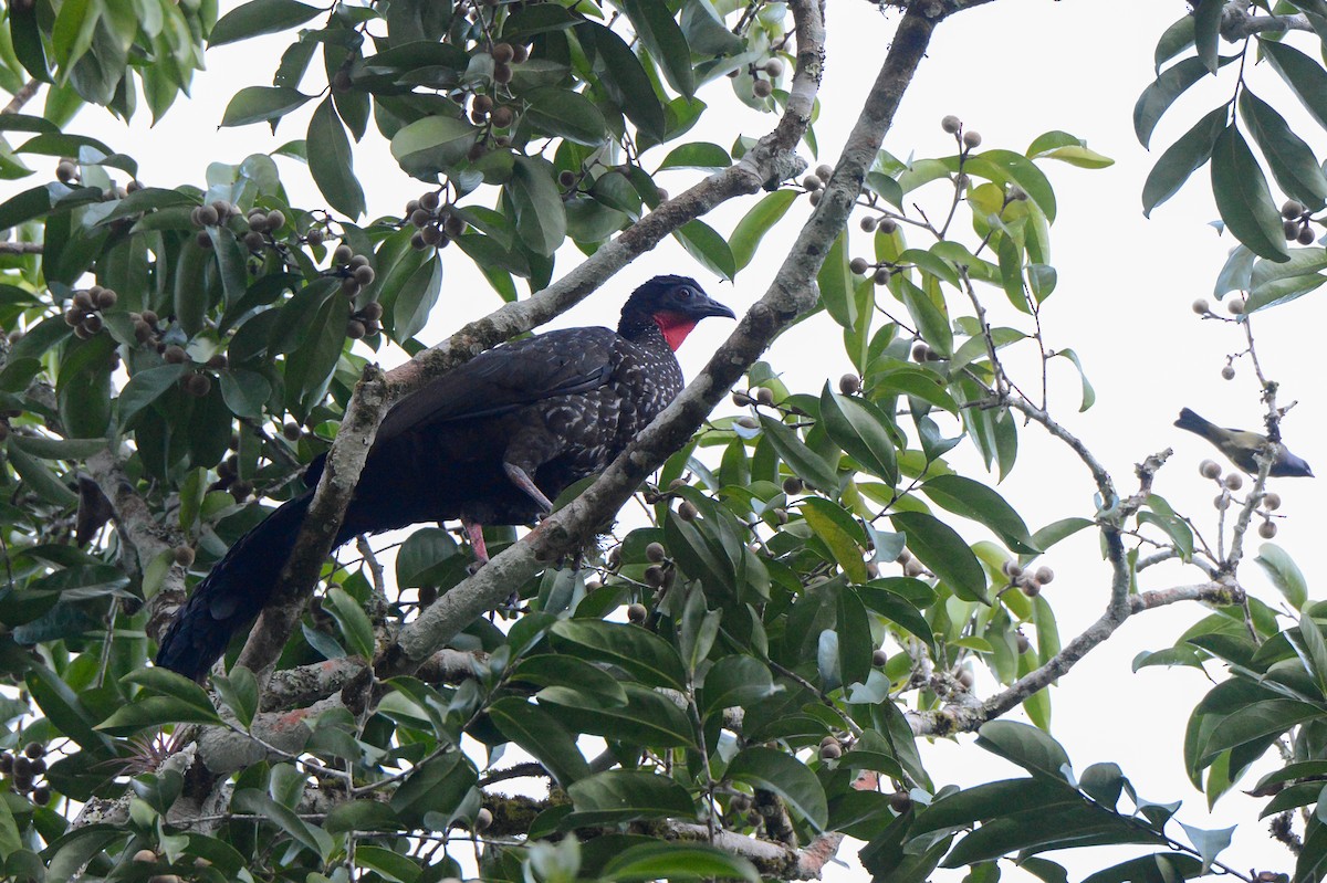 Crested Guan - ML151879261