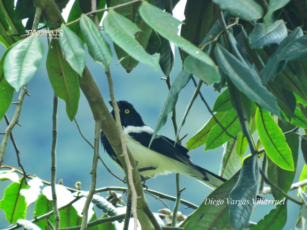 Magpie Tanager - ML151879311