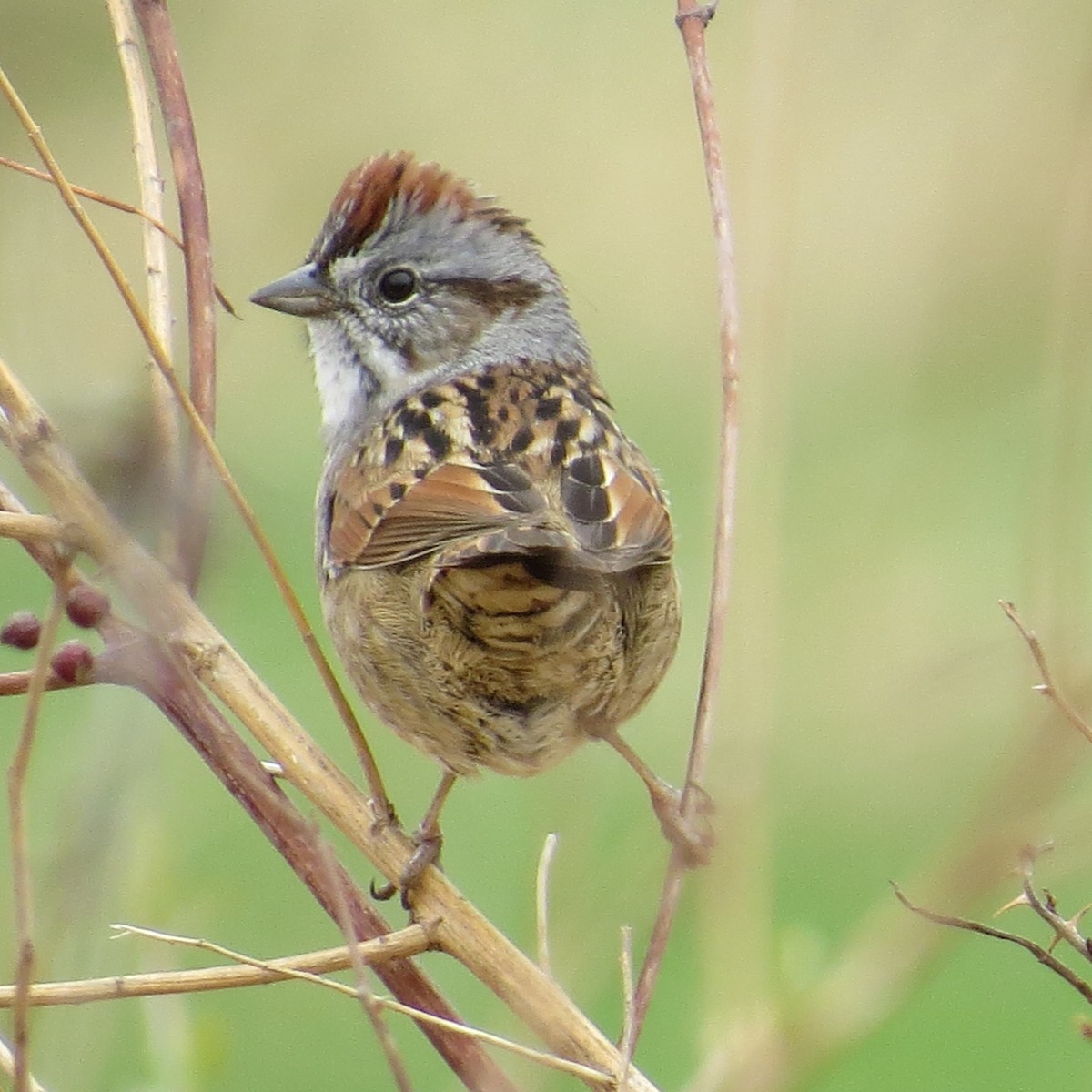 Swamp Sparrow - Doryce Wheeler