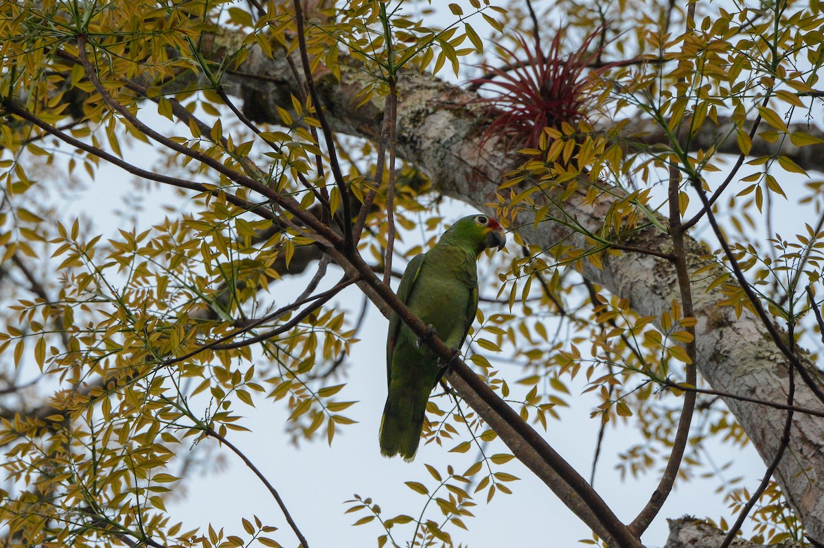 Red-lored Parrot - ML151879601