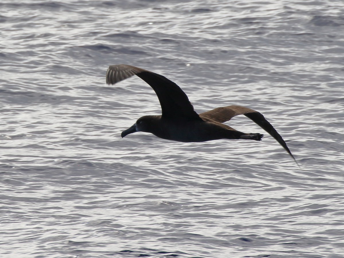 Albatros à pieds noirs - ML151879641