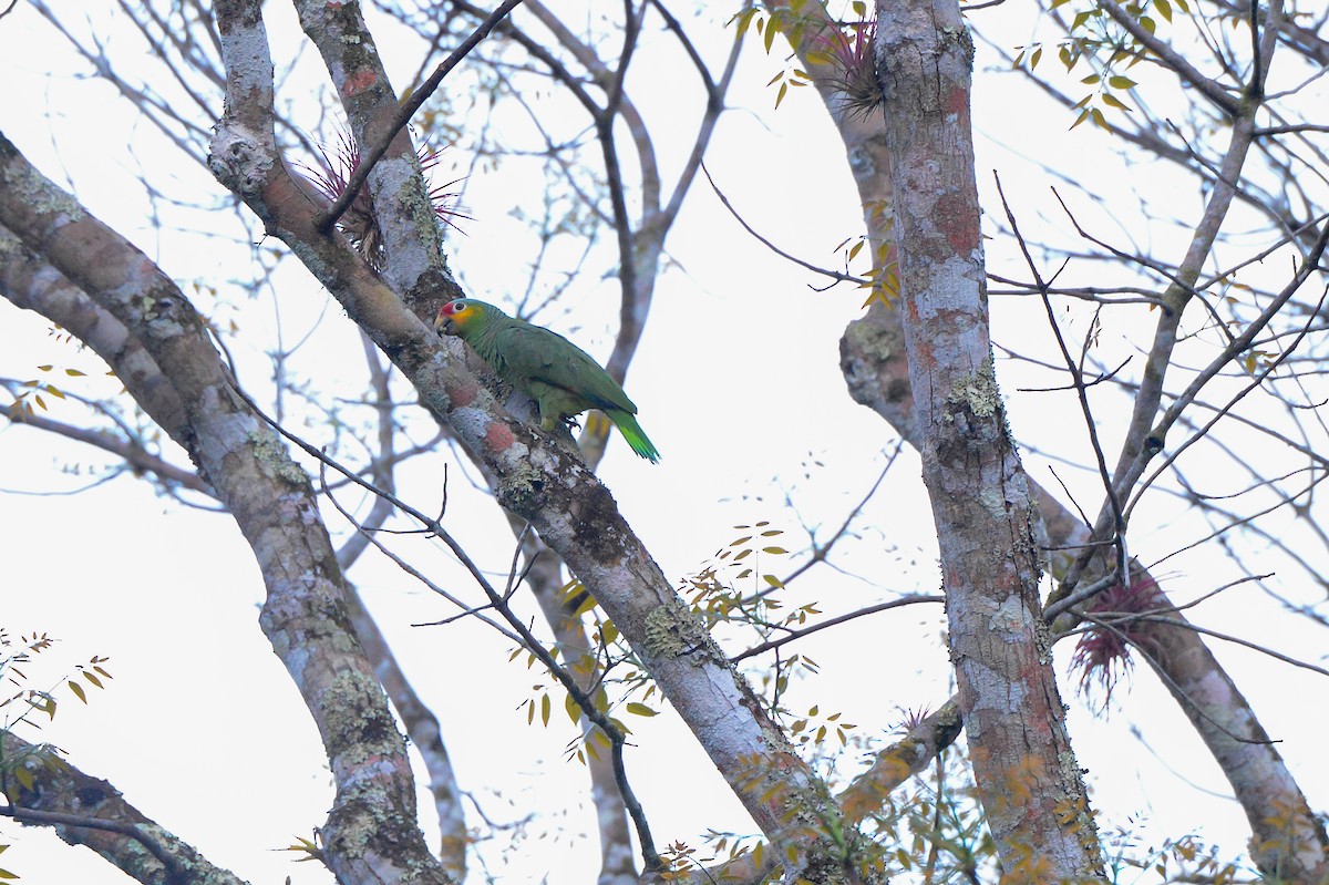 Red-lored Parrot - ML151879691