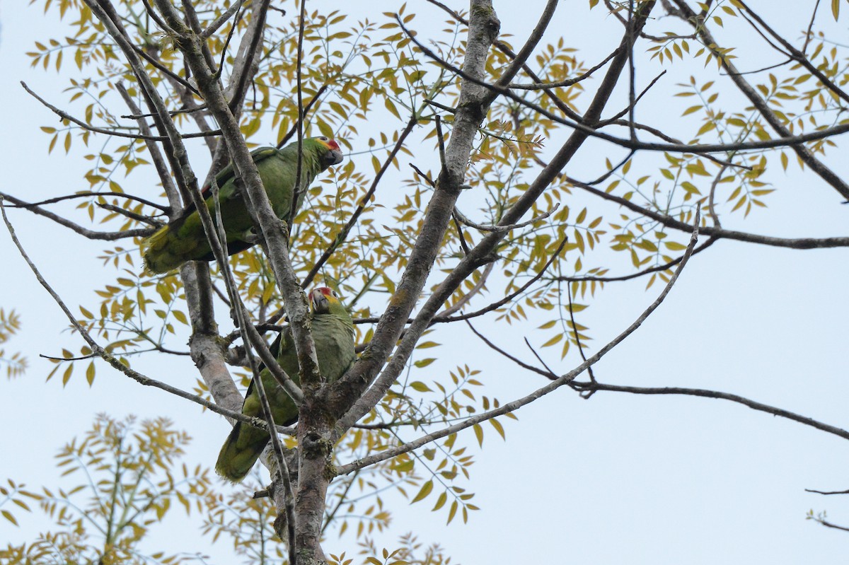 Red-lored Parrot - ML151879751