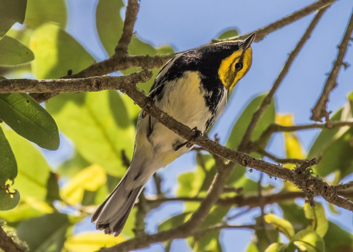 Black-throated Green Warbler - Chris Dennard