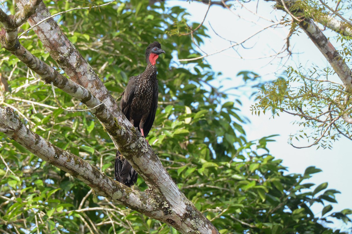 Crested Guan - ML151881291