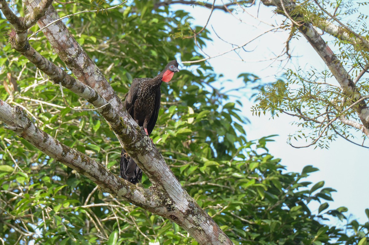 Crested Guan - ML151881381