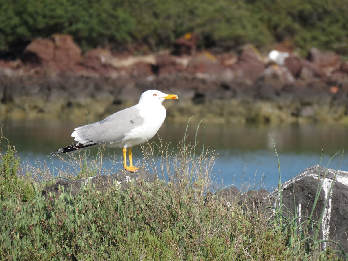 Yellow-legged Gull - ML151881661
