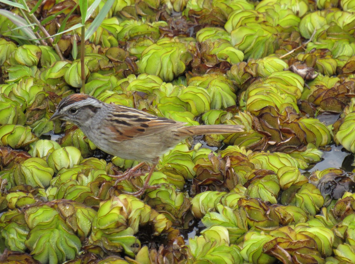 Swamp Sparrow - Sarah Webb