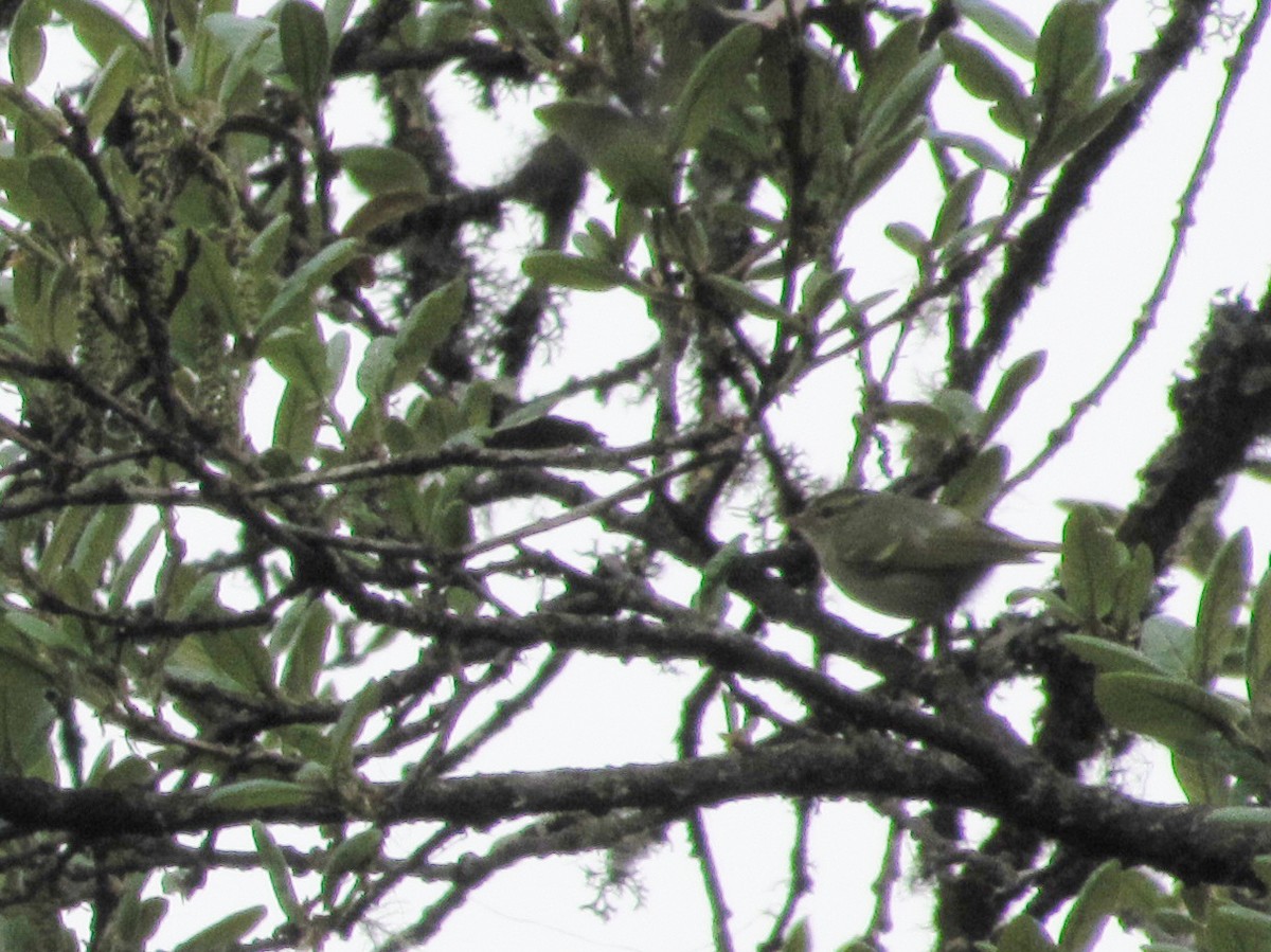 Hume's Warbler - ML151882091