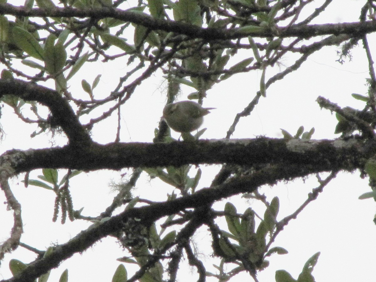 Hume's Warbler - ML151882101