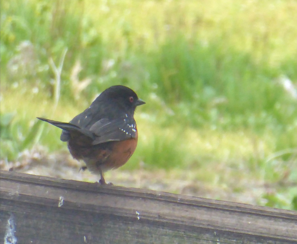 Spotted Towhee - Donna Cino