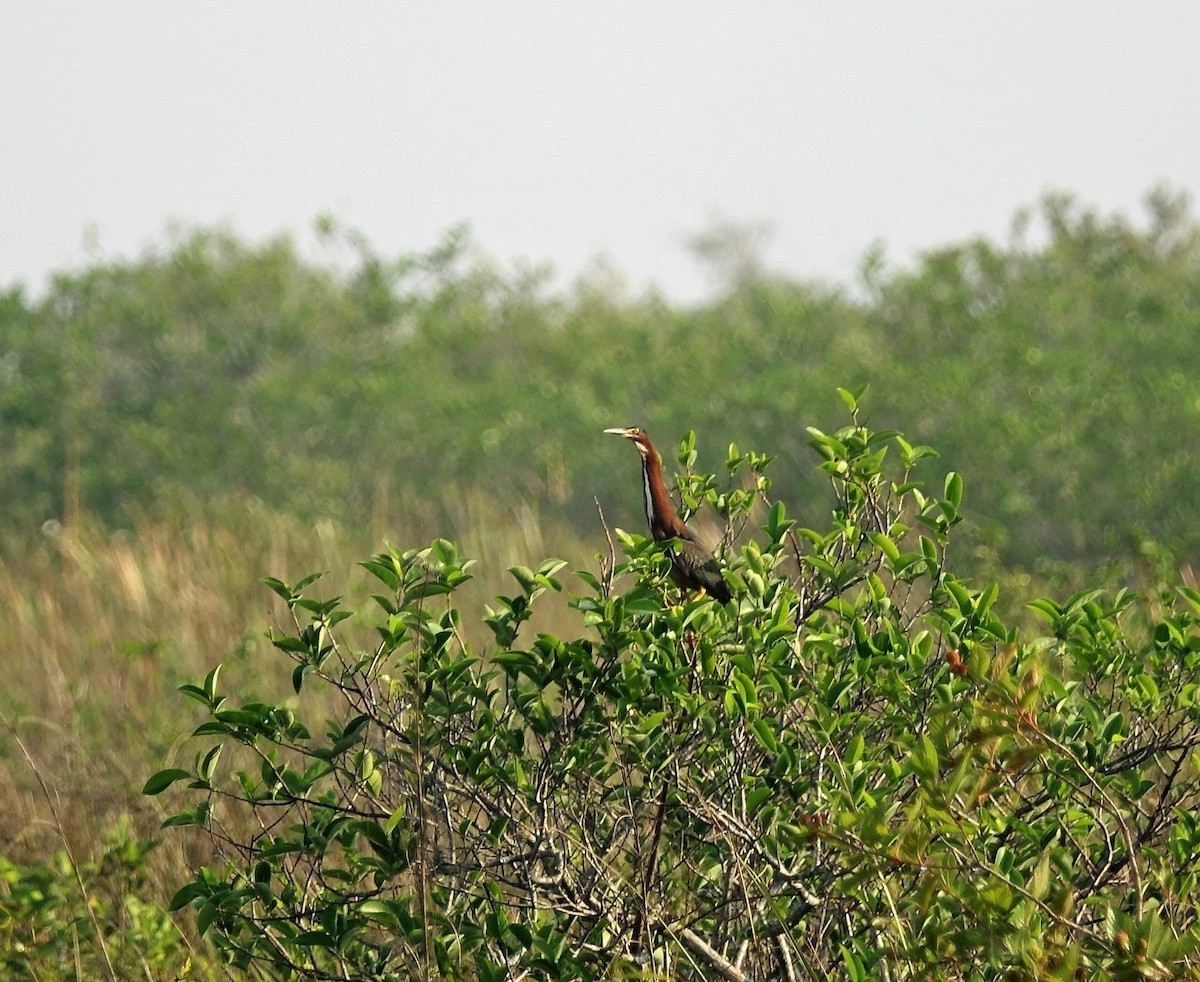 Tricolored Heron - Jaye Rykunyk