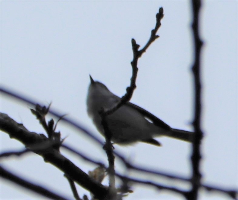 Blue-gray Gnatcatcher - valerie heemstra