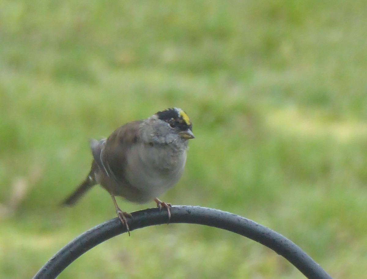 Golden-crowned Sparrow - Donna Cino