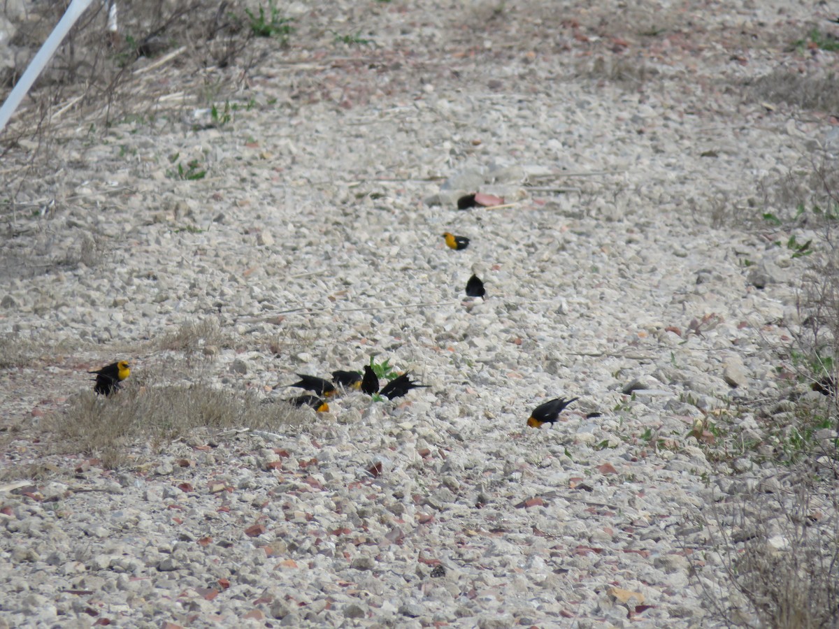 Yellow-headed Blackbird - ML151882431