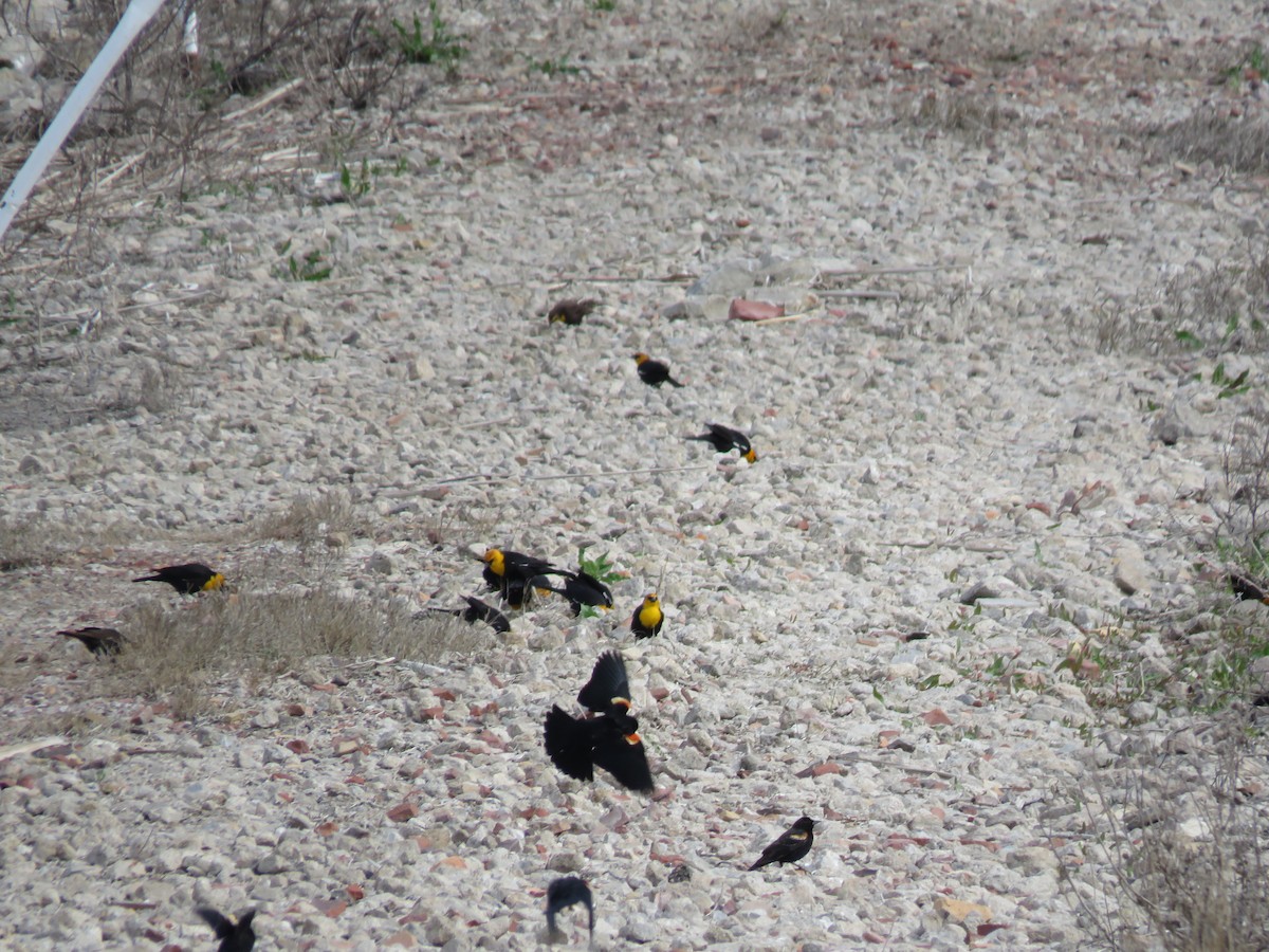 Yellow-headed Blackbird - ML151882441