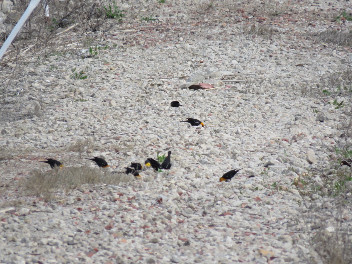 Yellow-headed Blackbird - ML151882461