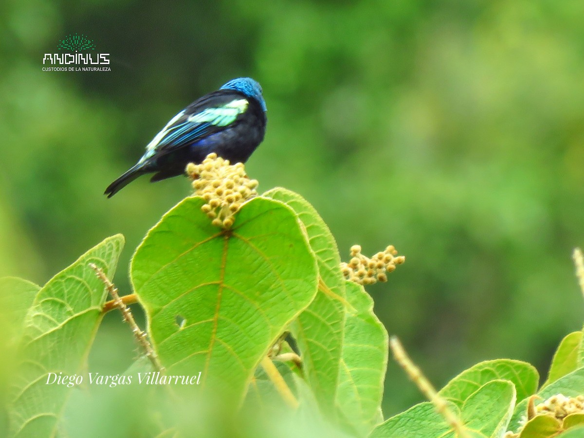 Blue-necked Tanager - ML151884691