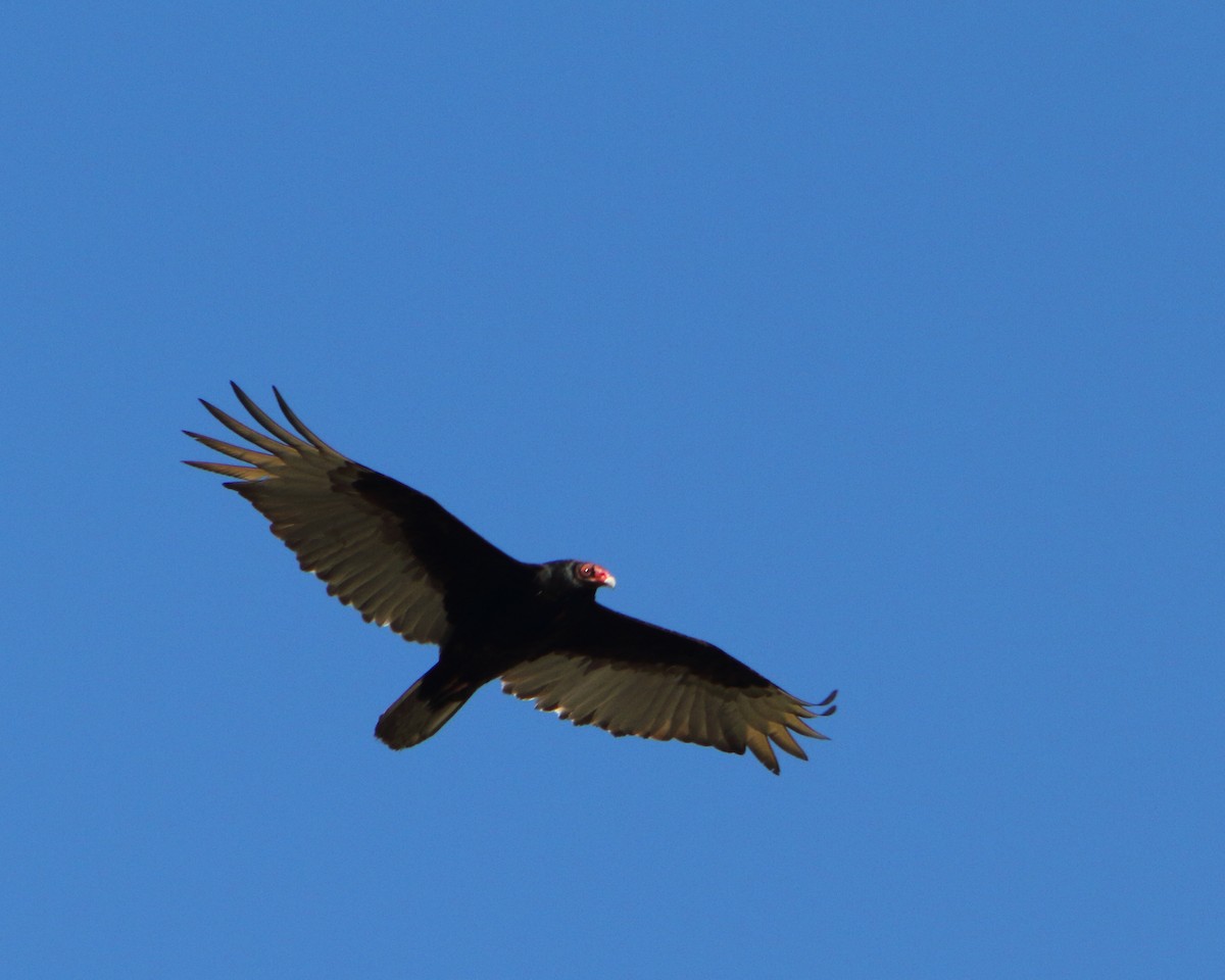 Turkey Vulture - Cullen Clark