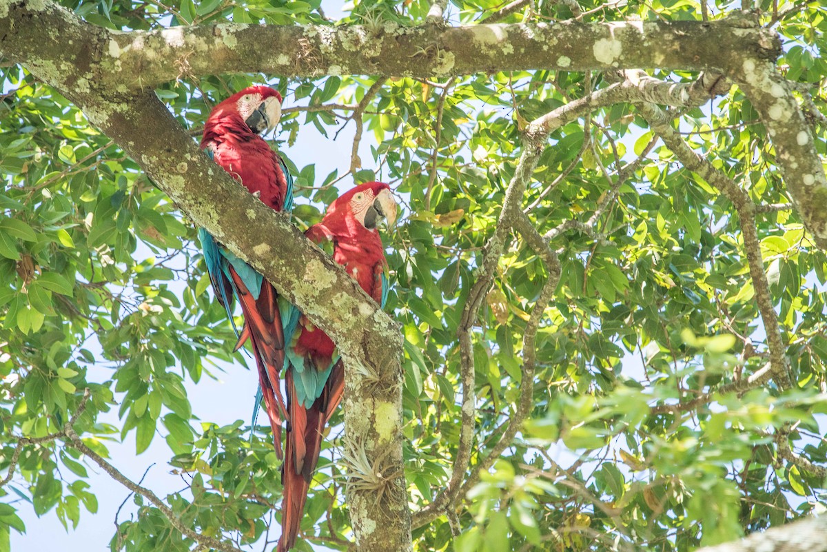 Red-and-green Macaw - Andréa Soares Pires Dea Pires