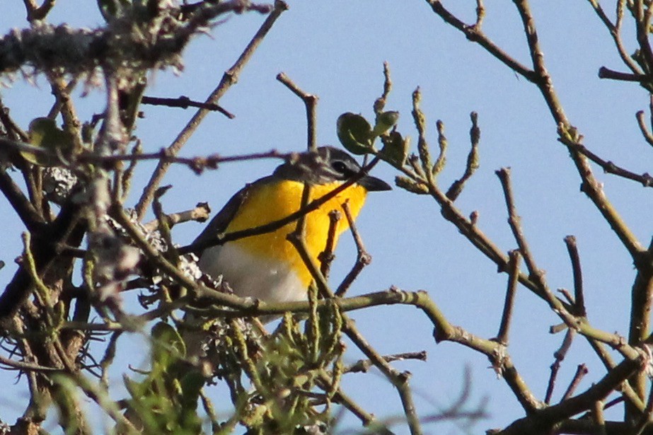 Yellow-breasted Chat - Holly Kleindienst