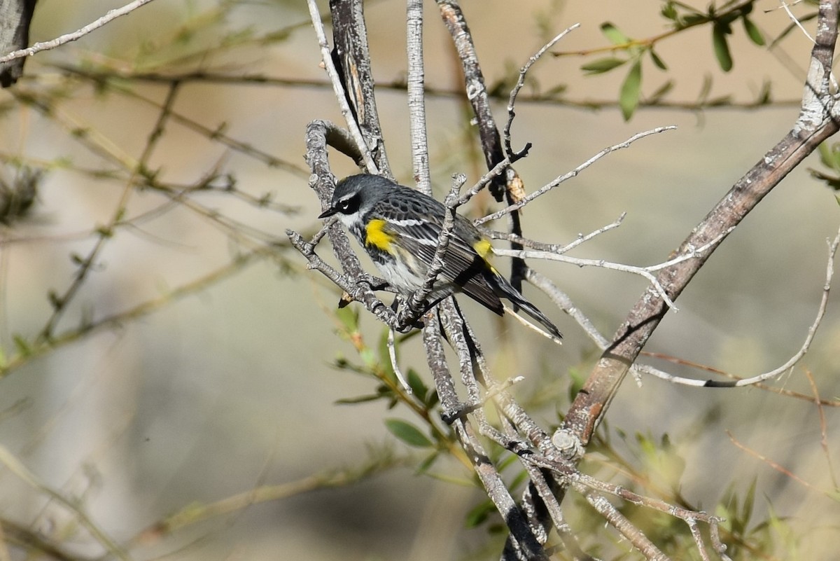 Yellow-rumped Warbler (Myrtle) - ML151886191