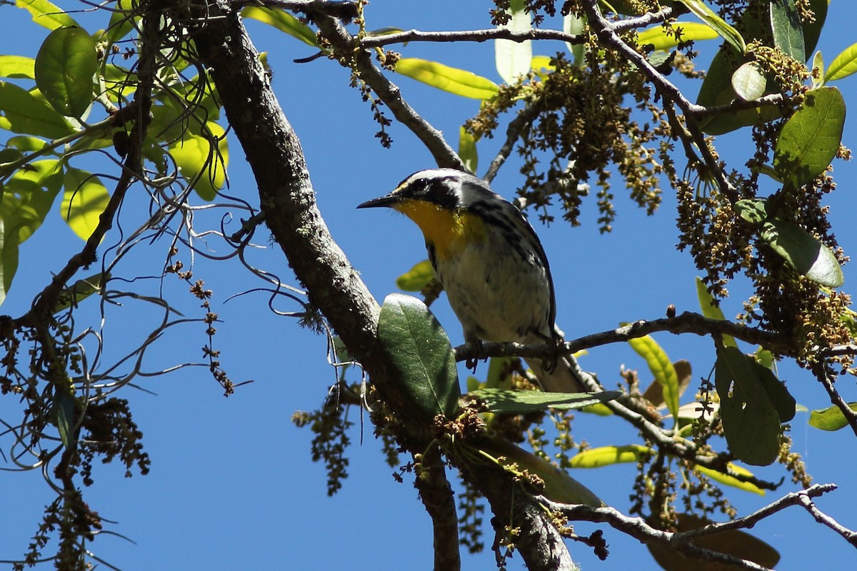 Yellow-throated Warbler - Robert Mercer