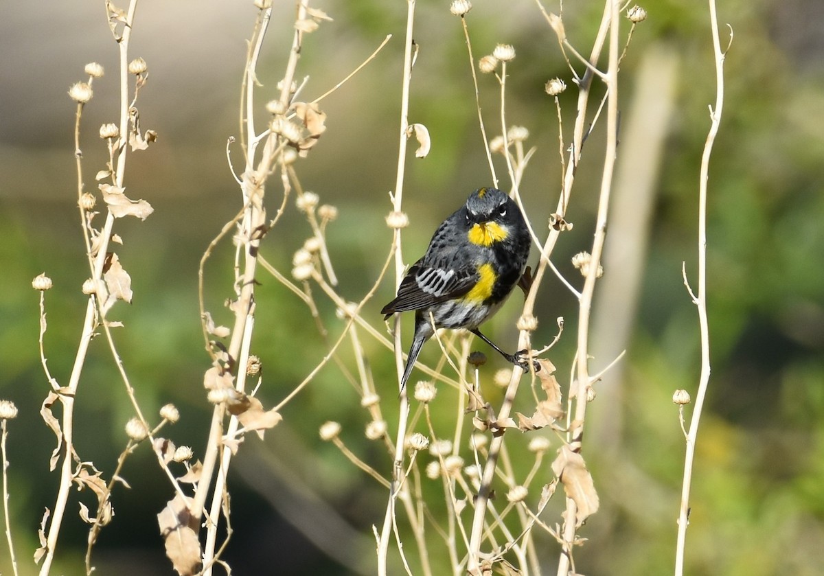 Yellow-rumped Warbler (Audubon's) - ML151886271