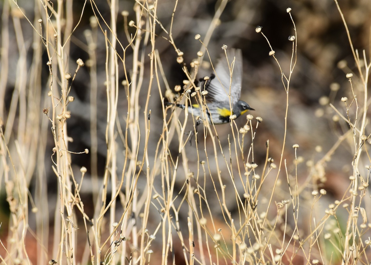 Yellow-rumped Warbler (Audubon's) - ML151886281