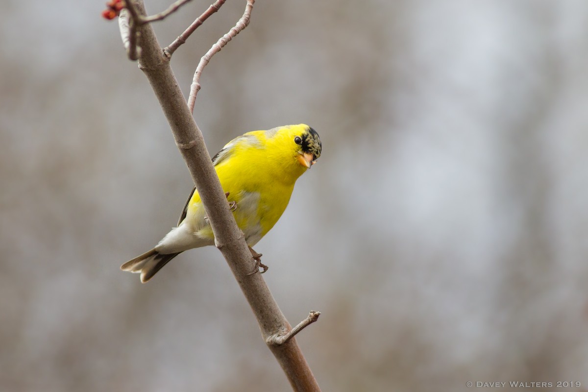 American Goldfinch - Davey Walters