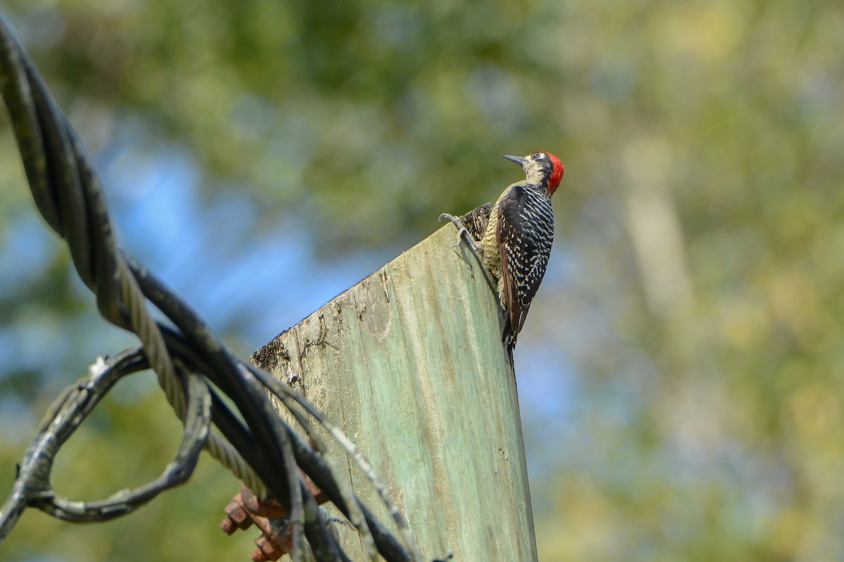 Black-cheeked Woodpecker - ML151886671