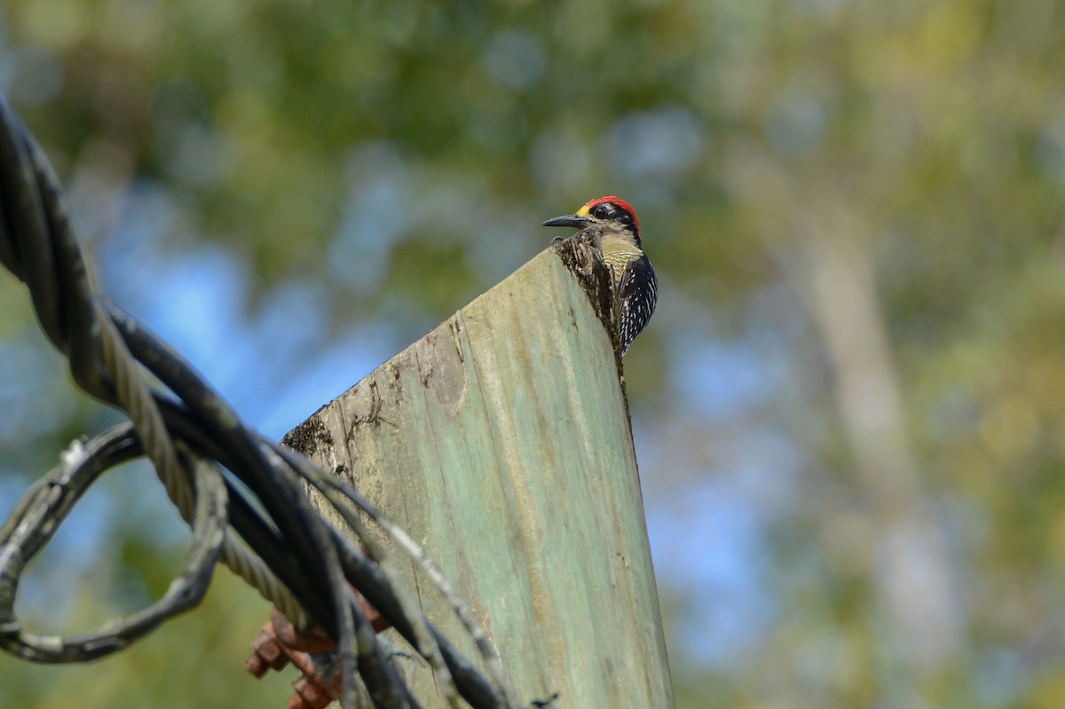Black-cheeked Woodpecker - ML151886681