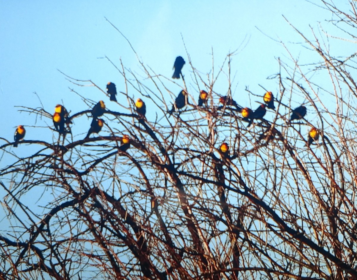 Yellow-headed Blackbird - Billy Medley