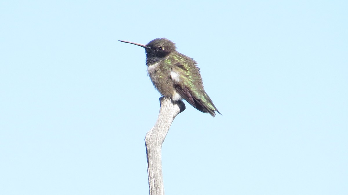Black-chinned Hummingbird - Nic Korte