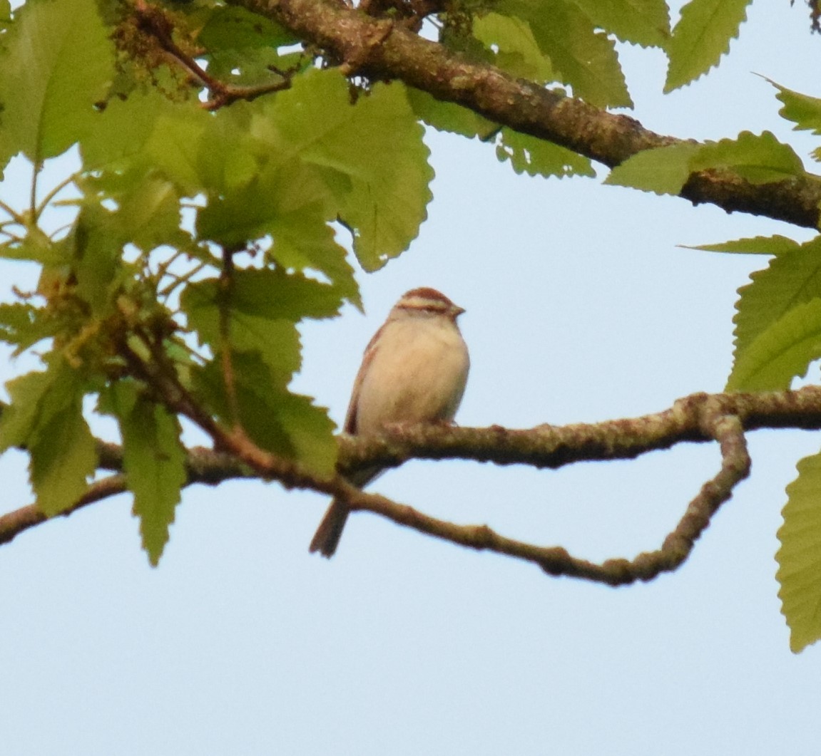 Chipping Sparrow - Mike Winck
