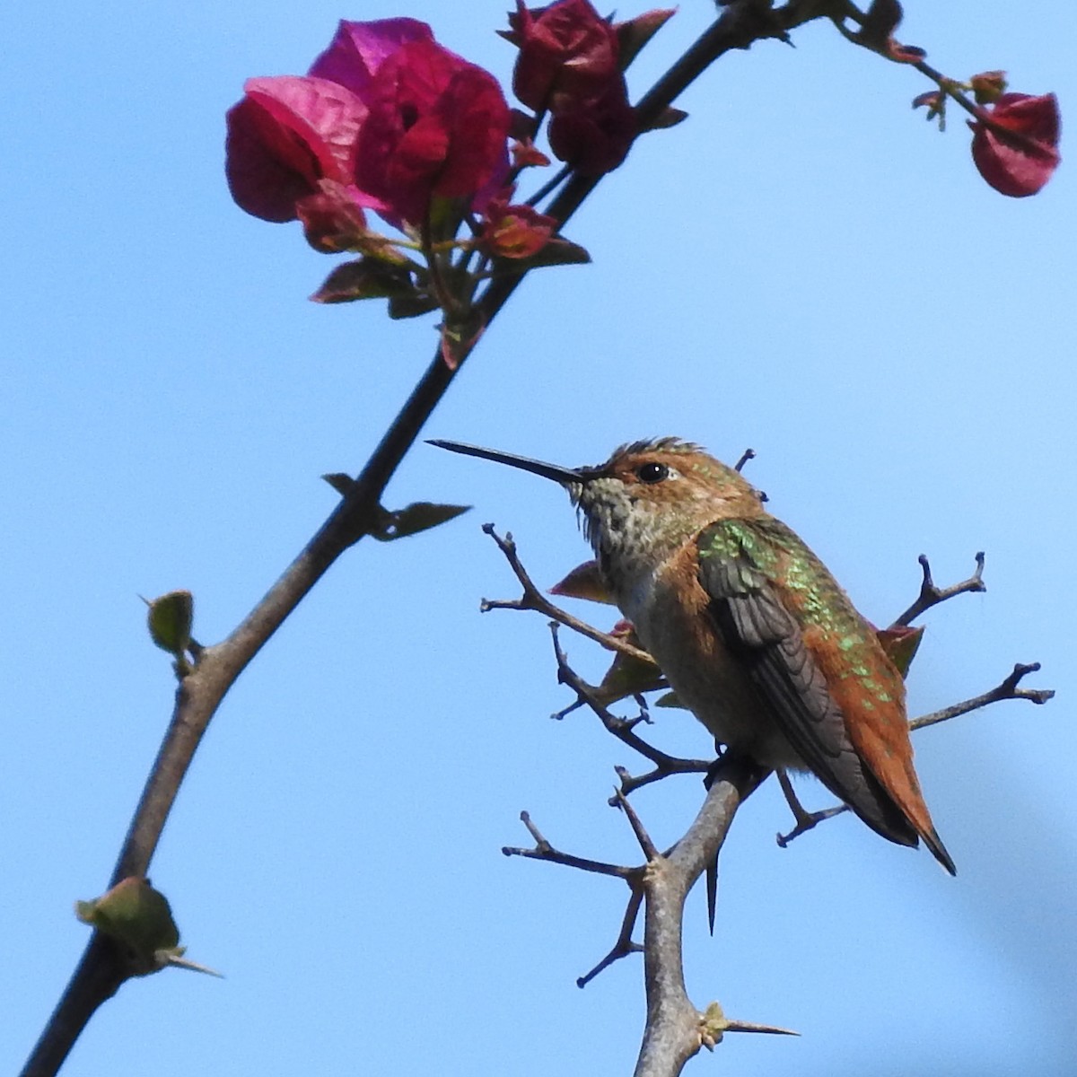 Allen's Hummingbird - Michelle Haglund